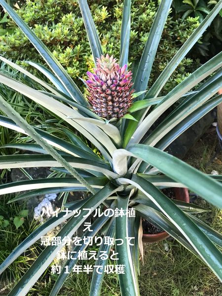 パイナップルの鉢植え、花が咲き、実がなり、＃パイナップルができる