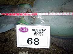 IKA KINȥ꡼6833cm1500g