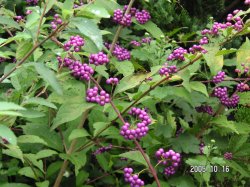 Japanese beauty berry 〜紫式部のブランケット〜 Japanese beauty berry 〜紫式部のブランケット〜 Japanese
