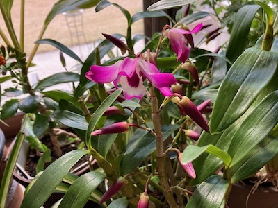 信州産　カサブランカ　白・桃色 信州産 カサブランカ 白・濃い桃色 【公式通販】