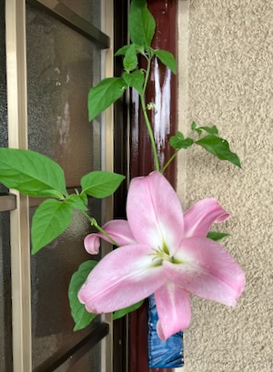 はな Ikebana and Flower