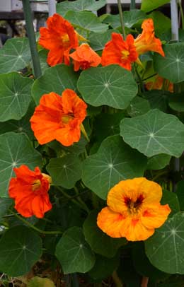 ナスターシャム 花 Homu Interia