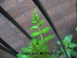 my garden-le21avril09-02