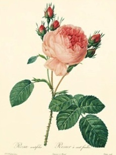 rosa centifolia_Book_Les Roses