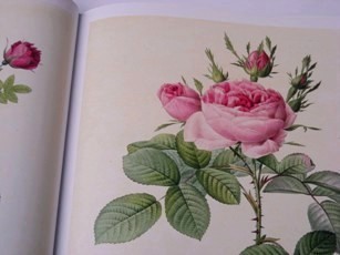 Book Les Roses2008 002