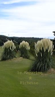 cortaderia argentea_090831_105505.jpg