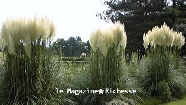 cortaderia argentea_090831_100230.jpg