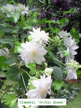 Clematis Arctic Queen