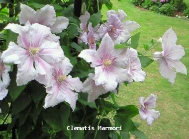 Clematis Marmori