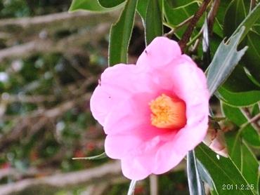 Camellia Uraku_ӥĥХͭ