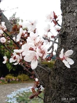 ̾Ų磻ɥեǥBluebonnet/֥롼ܥͥå_Prunus cerasifera  var.atropurpureaʹ