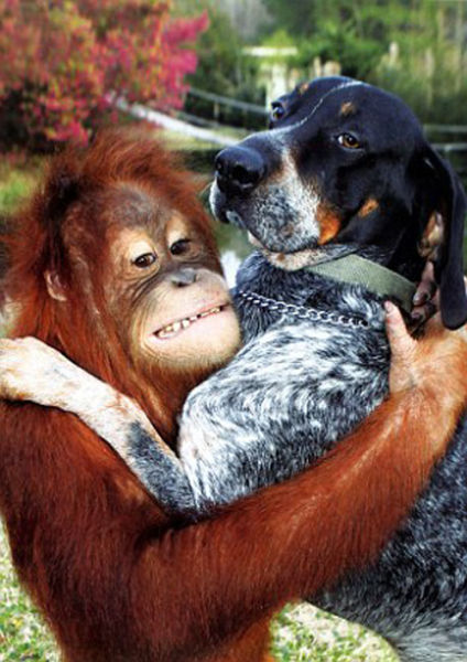 best_buds_the_dog_and_the_oranguta_640_01.jpg