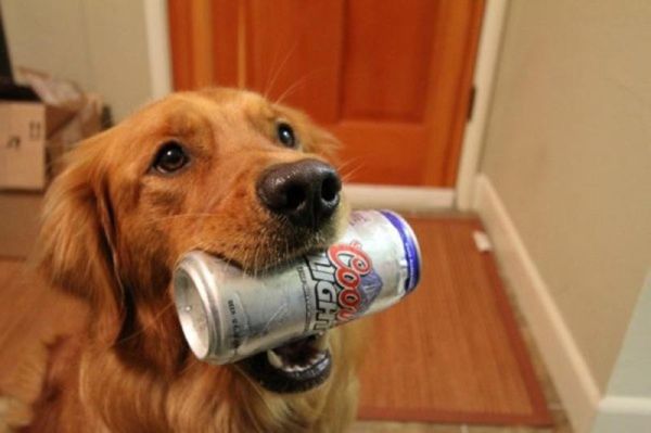 fun_with_beer_and_dogs_640_30.jpg