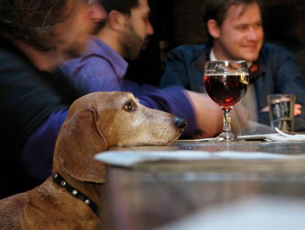 fun_with_beer_and_dogs_640_24.jpg