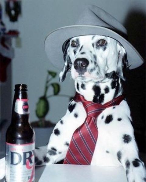 fun_with_beer_and_dogs_640_20.jpg
