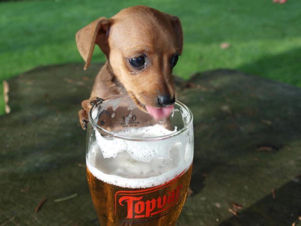 fun_with_beer_and_dogs_640_18.jpg