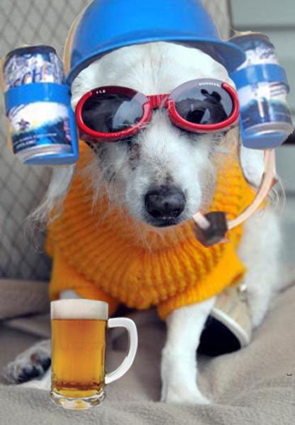 fun_with_beer_and_dogs_640_08.jpg