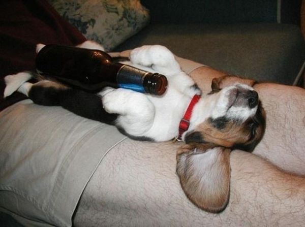 fun_with_beer_and_dogs_640_01.jpg