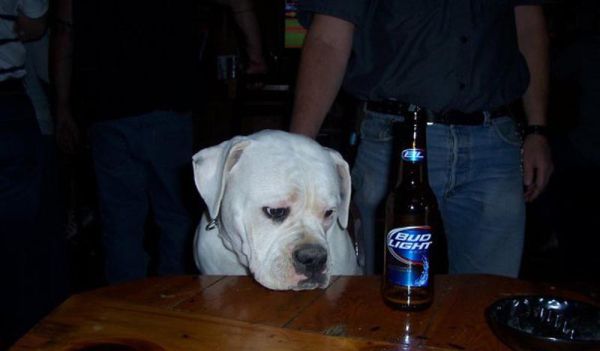 fun_with_beer_and_dogs_640_34.jpg