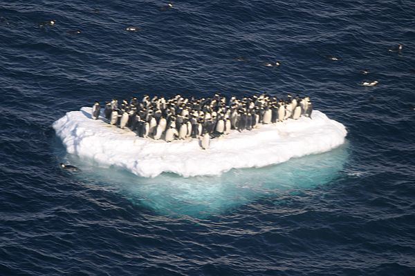 penguins on ice.jpg