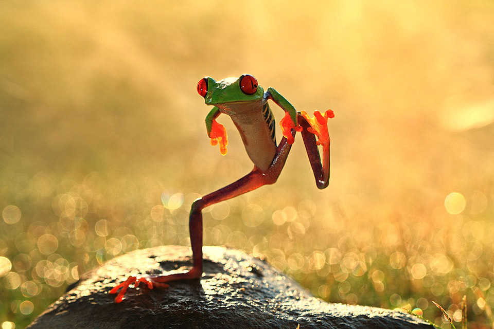 lets-dance-frog.jpg