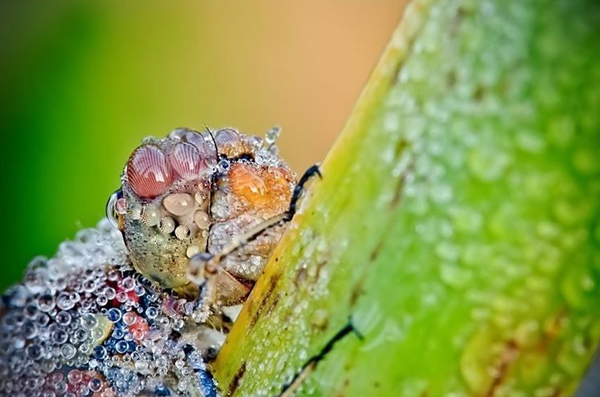 macro-dew-covered-insect-photos-12.jpg