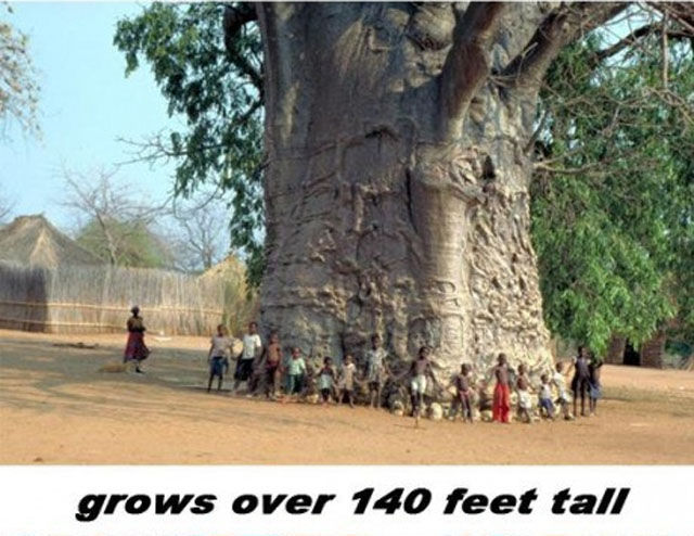 baobab_tree_is_a_wonder_of_nature_640_02.jpg