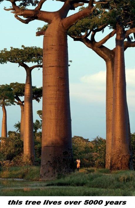 baobab_tree_is_a_wonder_of_nature_640_high_03.jpg