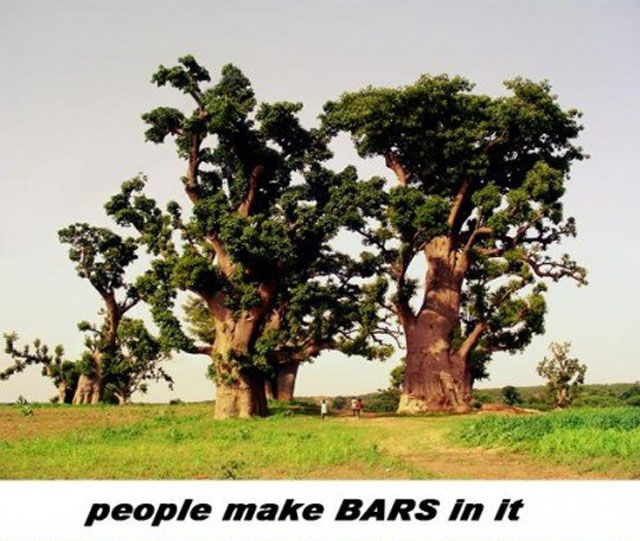 baobab_tree_is_a_wonder_of_nature_640_05.jpg