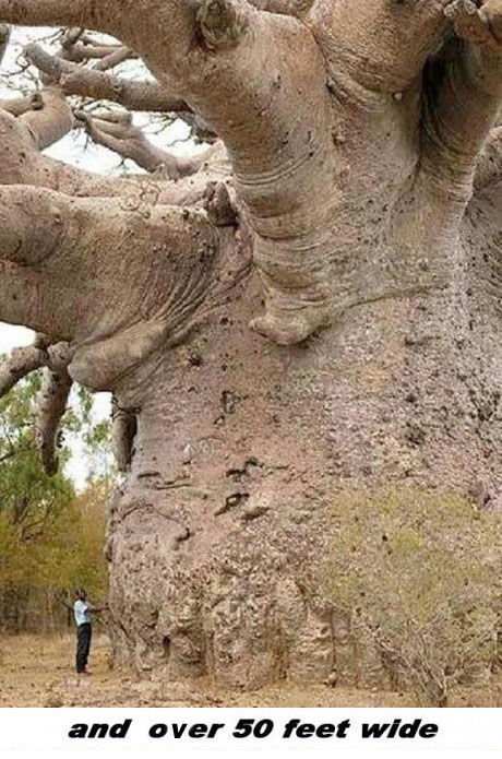 baobab_tree_is_a_wonder_of_nature_640_high_04.jpg
