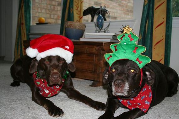 29-these-dogs-hate-christmas.jpg