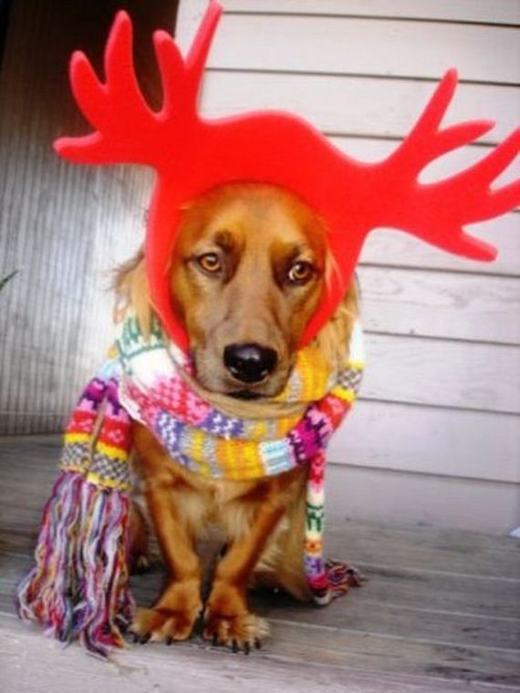 26-these-dogs-hate-christmas.jpg