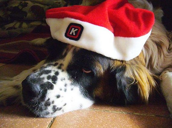 24-these-dogs-hate-christmas.jpg