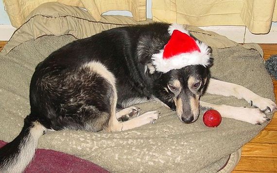 23-these-dogs-hate-christmas.jpg