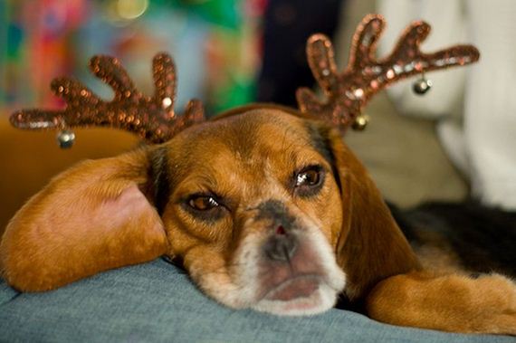 20-these-dogs-hate-christmas.jpg