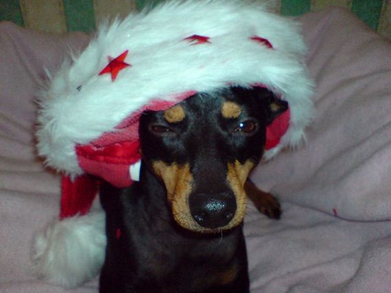 15-these-dogs-hate-christmas.jpg