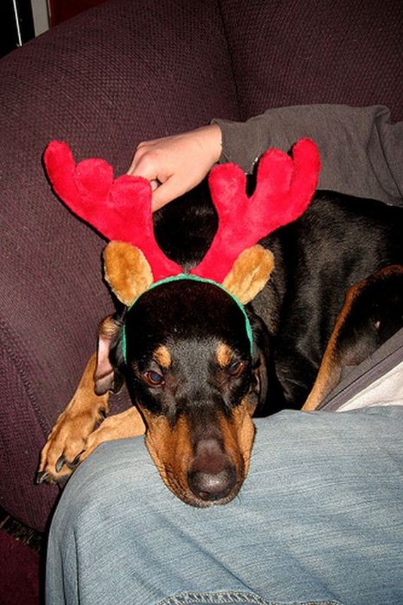 13-these-dogs-hate-christmas.jpg