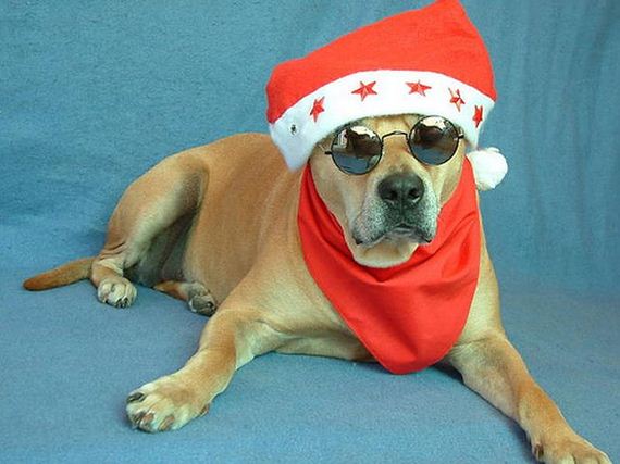 11-these-dogs-hate-christmas.jpg