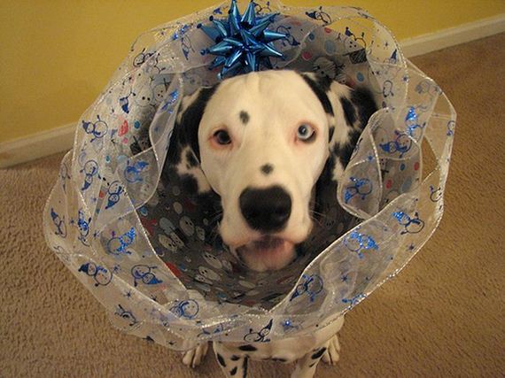 10-these-dogs-hate-christmas.jpg