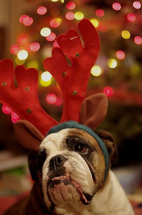 01-these-dogs-hate-christmas.jpg