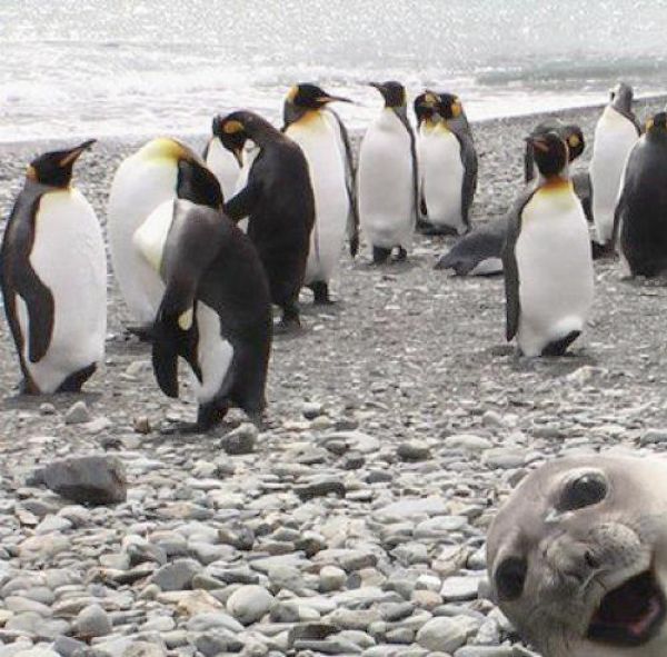 animal_photobombs_that_are_simply_classic_640_25.jpg