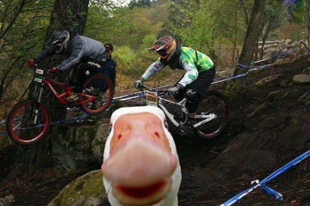 animal_photobombs_that_are_simply_classic_640_02.jpg