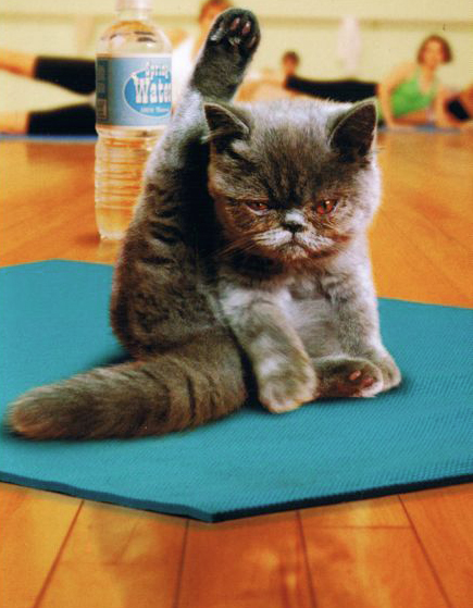 yoga cat.png