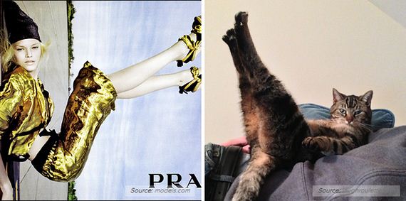 04-Awkward-Modeling-Poses-Acted-Cats.jpg