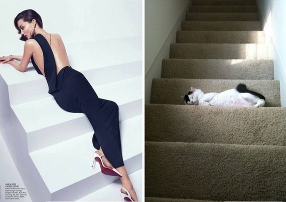 13-Awkward-Modeling-Poses-Acted-Cats.jpg