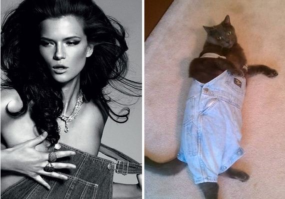 14-Awkward-Modeling-Poses-Acted-Cats.jpg