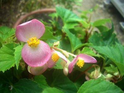 begonia