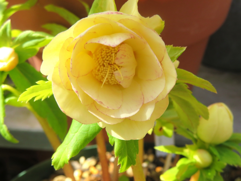 今日の花・・・クリスマスローズ ダブルイエロー ゴールドピコティ