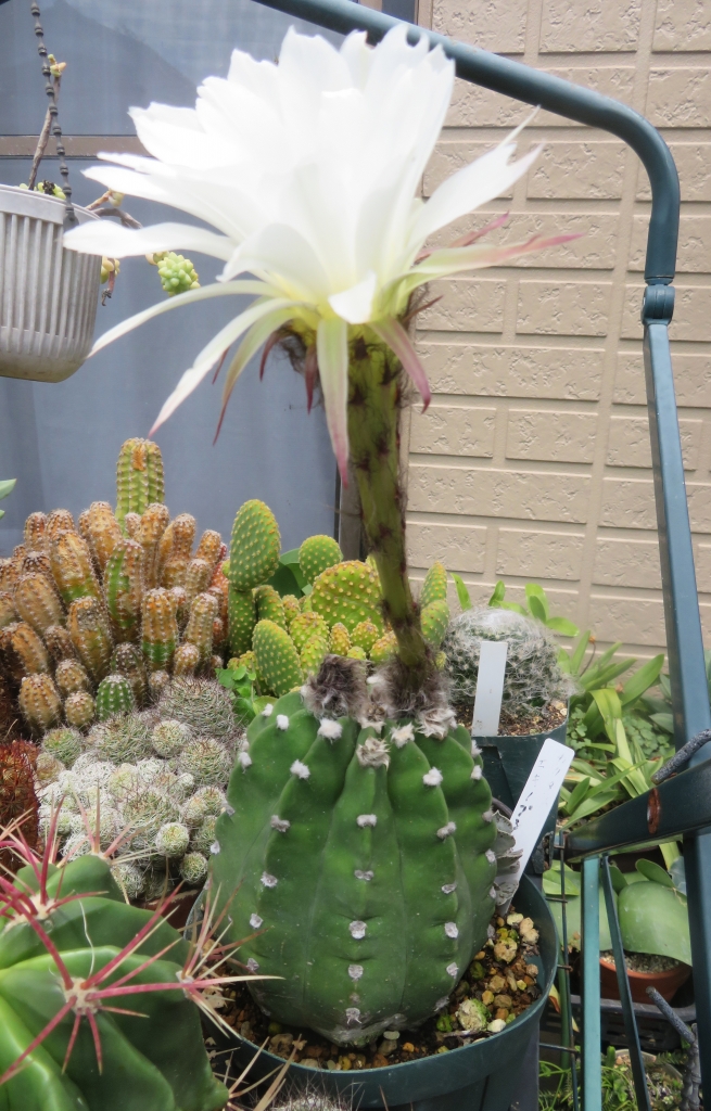 u*d様 唐銅製 吊花生 満月 尺0 高さ33ｃｍ 重量1.9ｋｇ 花鎖付 Y5 今日の花・・・多肉サボテン 棘無短毛丸 | 花はな日記