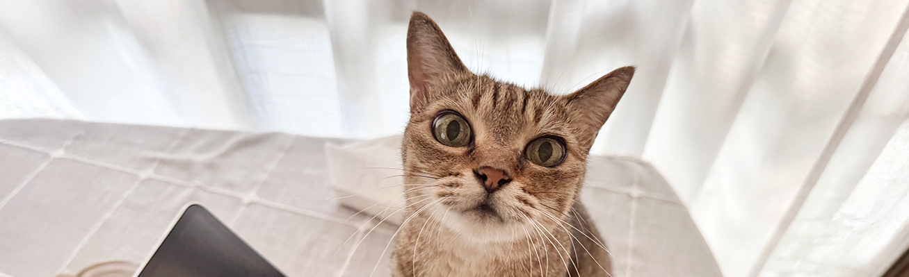 ハンドメイド　作家名不明　猫　2こセット　中古品　バラ売り不可 ハンドメイド 作家名不明 猫 2こセット 中古品 バラ売り不可